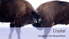  Presentation with council of european union - Beautiful slide set featuring wild european bisons fighting backdrop and a light blue colored foreground