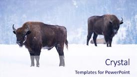  Presentation with wild sex - Presentation theme with wild european bisons in snowy background and a  colored foreground