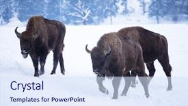 Presentation with forest - Amazing presentation having wild european bisons in snowy backdrop and a  colored foreground