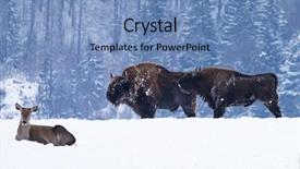  Presentation with forest - Slides consisting of wild european bisons in snowy background and a teal colored foreground