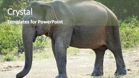 Presentation with elephant maximus - Audience pleasing PPT theme consisting of wild female elephant lephus maximus backdrop and a seafoam green colored foreground