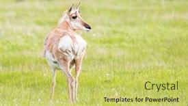  Presentation with americana - Beautiful slide deck featuring wild-female-pronghorn-antelope-antilocapra backdrop and a yellow colored foreground