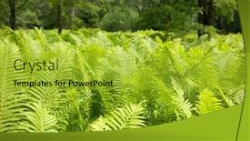  Presentation with fern - Theme with wild-fern-in-a-forest background and a yellow colored foreground