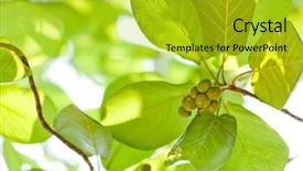  Presentation with fig tree - Cool new PPT theme with wild figs on ficus tree backdrop and a yellow colored foreground