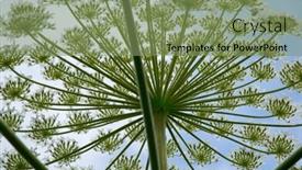  Presentation with wild flower - Colorful theme enhanced with wild-flower-as-a-cow backdrop and a seafoam green colored foreground