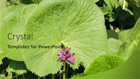  Presentation with wild flower - Presentation theme featuring wild-flower-framed-by-circular background and a yellow colored foreground