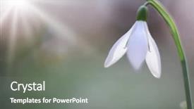  Presentation with wild flower - Colorful slide deck enhanced with snowdrops - snow drops early spring white backdrop and a gray colored foreground