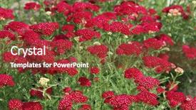  Presentation with wild flower - Colorful presentation theme enhanced with wild flower in the field backdrop and a tawny brown colored foreground