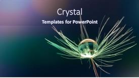  Presentation with wild flower - Audience pleasing theme consisting of wild-flower-on-morning-field backdrop and a navy blue colored foreground