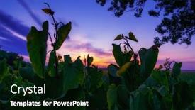  Presentation with summer flowers - Presentation enhanced with wild-flowers-and-grass-closeup background and a  colored foreground