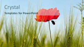  Presentation with poppies - Beautiful slides featuring wild flowers as poppies near the cornfield backdrop and a sky blue colored foreground