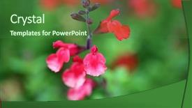  Presentation with wild flower - Audience pleasing presentation consisting of wild flowers extreme close up backdrop and a forest green colored foreground