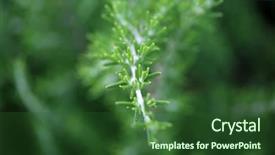  Presentation with wild flower - Presentation enhanced with wild flowers extreme close up background and a forest green colored foreground