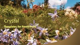  Presentation with summer flowers - 