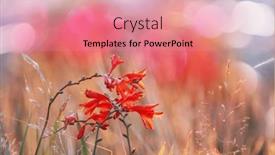  Presentation with summer flowers - 