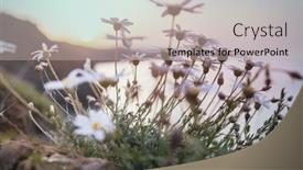  Presentation with summer flowers - 