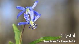  Presentation with dew - Amazing slide deck having wild-flowers-in-morning-dew backdrop and a tawny brown colored foreground