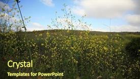  Presentation with wild flower in field of daisies - Colorful presentation enhanced with vegitable - wild flowers in the southern backdrop and a tawny brown colored foreground