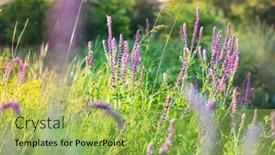  Presentation with meadow - Theme having wild-flowers-meadow-in-spring background and a yellow colored foreground