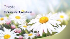  Presentation with wild flower - Slide deck enhanced with wild-flowers-of-chamomile background and a sky blue colored foreground