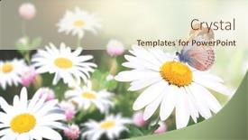  Presentation with wild flower - Presentation theme enhanced with wild-flowers-of-chamomile background and a cream colored foreground
