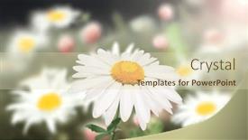  Presentation with wild flower - Theme consisting of wild-flowers-of-chamomile background and a soft green colored foreground