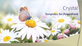  Presentation with wild flower - Presentation theme with wild-flowers-of-chamomile background and a sky blue colored foreground