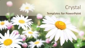  Presentation with wild flower - Presentation theme enhanced with wild-flowers-of-chamomile background and a cream colored foreground