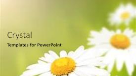  Presentation with wild flower - PPT layouts having wild-flowers-of-chamomile background and a yellow colored foreground