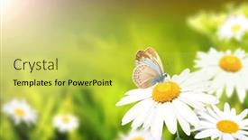  Presentation with wild flower - Slide set with wild-flowers-of-chamomile background and a yellow colored foreground