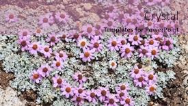  Presentation with altitude - PPT layouts featuring wild flowers of high altitude himalayas 5000 meters ladakh jammu kashmir india background and a coral colored foreground