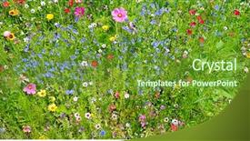  Presentation with wild flower - Audience pleasing presentation theme consisting of wild flowers on green meadow backdrop and a  colored foreground