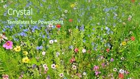  Presentation with meadow - PPT theme with wild flowers on green meadow background and a tawny brown colored foreground
