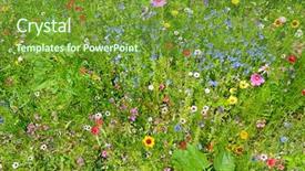  Presentation with wild flower in field of daisies - Beautiful PPT theme featuring wild flowers on green meadow backdrop and a  colored foreground