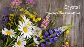  Presentation with blue mint - Theme with wild-flowers-on-old-grunge background and a gray colored foreground