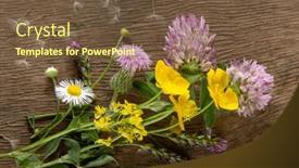  Presentation with flowers - Presentation enhanced with wild-flowers-on-old-grunge background and a tawny brown colored foreground