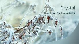  Presentation with winter scene - PPT layouts with wild-flowers-with-hoarfrost-winter background and a sky blue colored foreground