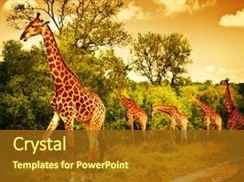 Premium Template for PowerPoint & Google Slides (iiikpomml)