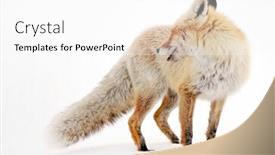  Presentation with fox - Presentation theme with wild-fox-in-winter-natural background and a white colored foreground