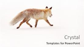  Presentation with fox - PPT layouts with wild-fox-in-winter-natural background and a pink colored foreground