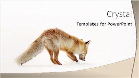  Presentation with fox - Cool new slide set with wild-fox-in-winter-natural backdrop and a pink colored foreground