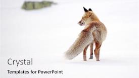  Presentation with fox - Presentation design enhanced with wild-fox-in-winter-natural background and a sky blue colored foreground