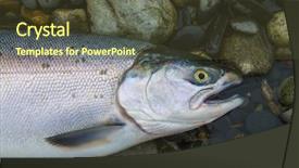  Presentation with salmon fish - PPT theme enhanced with wild fresh caught salmon fish background and a tawny brown colored foreground