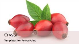  Presentation with wild dog - Presentation theme consisting of wild fruit - dog rose with leaves background and a soft green colored foreground