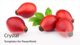  Presentation with wild dog - Presentation theme with wild fruit - dog rose with leaves background and a  colored foreground