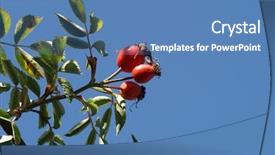  Presentation with blue rose - Audience pleasing PPT layouts consisting of wild fruit - red dog-rose blue sky backdrop and a teal colored foreground