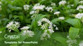  Presentation with garlic - Theme having wild-garlic-allium-ursinum background and a forest green colored foreground