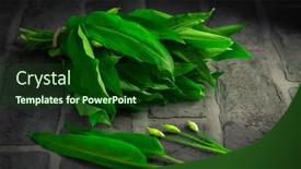  Presentation with garlic - Presentation theme having wild-garlic-bunch-of-ramson background and a forest green colored foreground