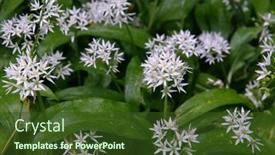  Presentation with garlic - Presentation design consisting of wild-garlic-perennial-herbaceous-plant background and a  colored foreground