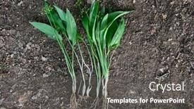  Presentation with garlic - PPT theme consisting of wild-garlic-perennial-herbaceous-plant background and a dark gray colored foreground